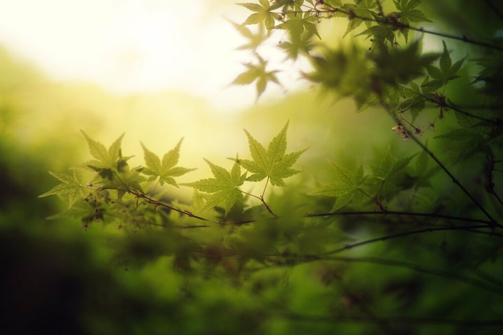 maple, leaves, tree, foliage, spring, nature, green, nature, nature, nature, nature, nature