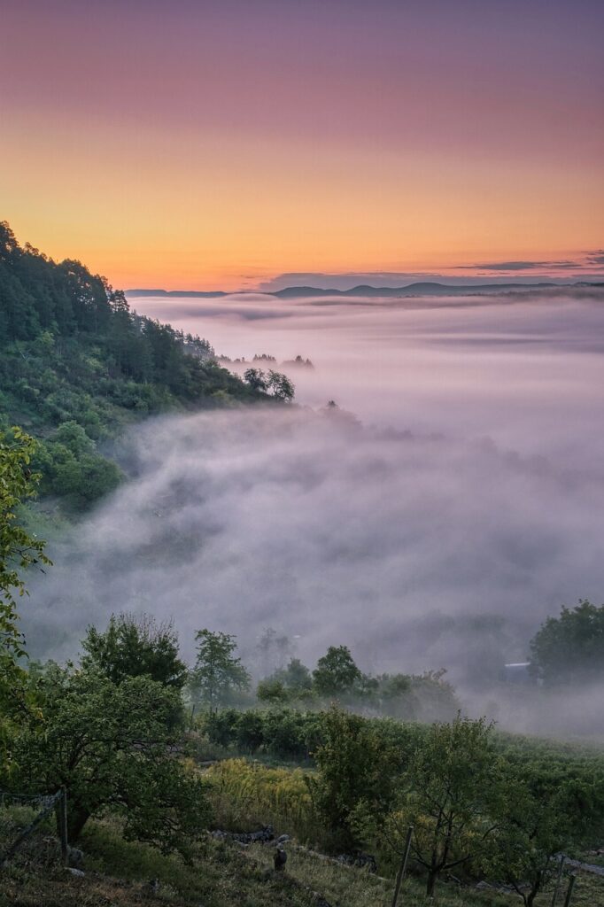 fog, trees, vineyard, nature, mystical, fairytale, sunrise, outdoors, nature, nature, nature, nature, nature, sunrise, sunrise, sunrise